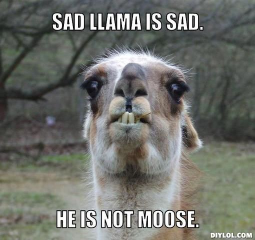 aewaerfar-meme-generator-sad-llama-is-sad-he-is-not-moose-274df8.jpg