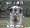 aewaerfar-meme-generator-sad-llama-is-sad-he-is-not-moose-274df8.jpg