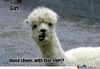 judgemental-llama-is-judgemental_o_674588.jpg