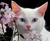 White cat Sephora.jpg