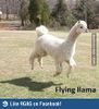 flying llama.jpeg