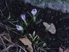 first_crocus_in_garden.jpg