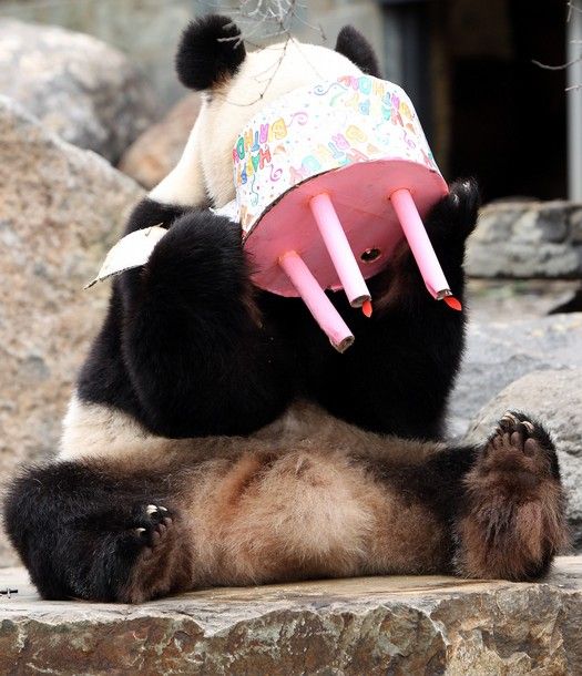 birthday cake panda