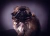 pekingese-007.jpg