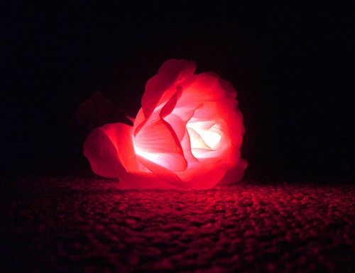 glowing rose.jpg