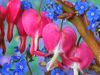 bleeding_heart_flowers-normal.jpg