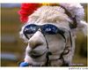 20060520-LLAMA2.jpg