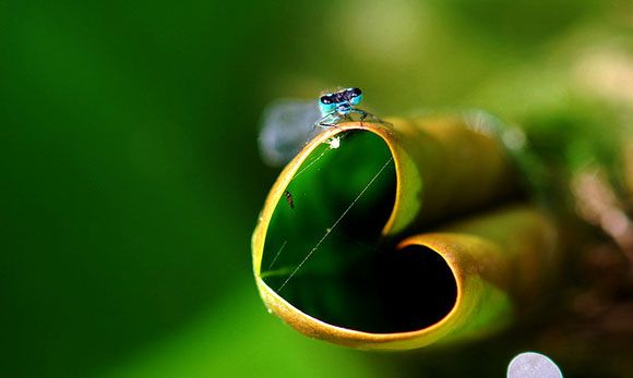 green-heart-leaf-bug.jpg