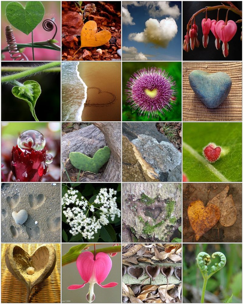 Hearts in Nature.jpg