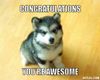 baby-courage-wolf-meme-generator-congratulations-you-re-awesome-f4adea.jpg