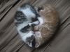 cuddling-cat-heart.jpg