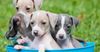 Italian Greyhound Puppies.jpg