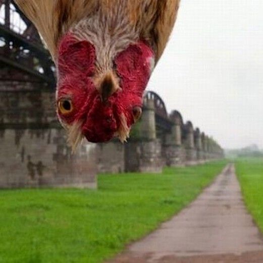 chicken-rooster-photos-pics-funny-meme-lol-oh-hey-there-photobomb_thumb-6873.jpg