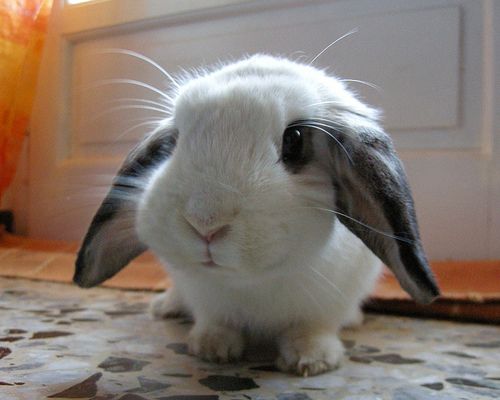 cute bunny 002.jpg