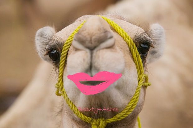 camel_eyelashes.jpg