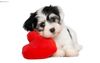 puppy heart.jpg