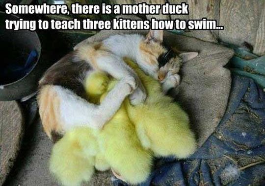 funny-cat-duck-babies-sleep-mother.jpg