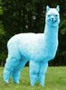 blue fluffy llama.jpg