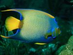 adult-queen-angelfish.jpg