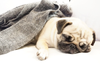 MyPug.PNG