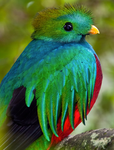 Profile (quetzalina)
