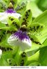 stock-photo-green-purple-orchid-35171.jpg