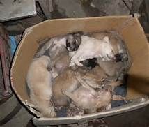 many puppies in box.jpg