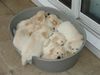 puppies in a basin.jpg