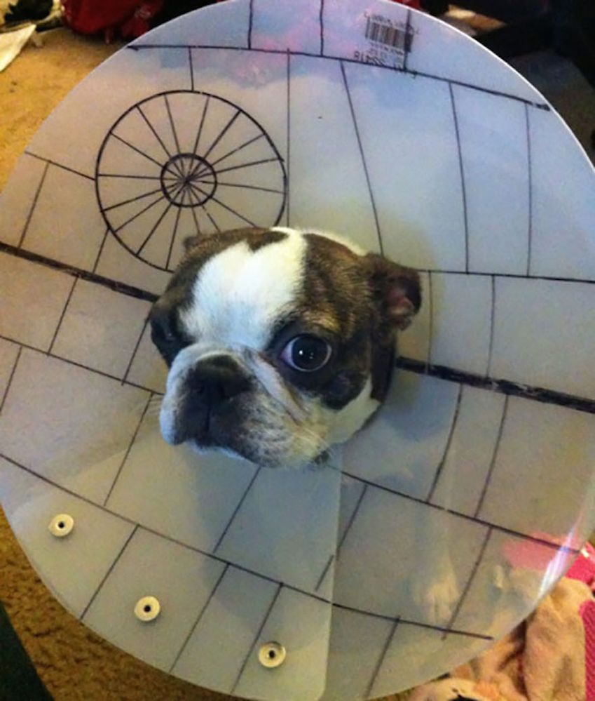 satellite dish dog.jpg
