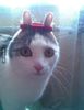 cat hairband.jpg