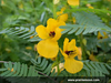 partridge pea.png