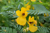 partridge pea.png