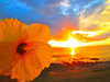 sunset hibiscus.png