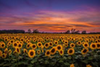 sunset sunflowers.png