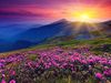 sunset mountain flowers.jpg
