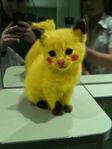 pikachu cat.jpg