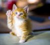 kitten raising hand.jpg
