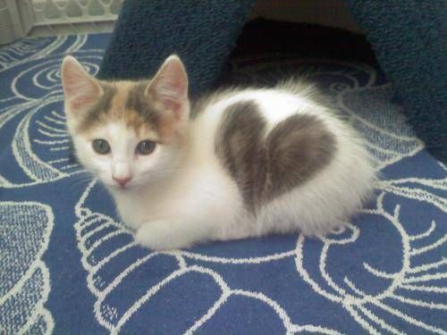 cute kitty heart.jpg
