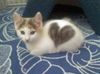 cute kitty heart.jpg