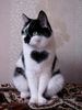 black and white kitty heart.jpg