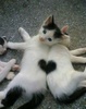 sibling kitty heart.jpg