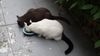 Little Grey & Ninja Eating_050416.jpg