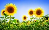 gorgeous_sunflowers-wide.jpg