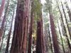 Redwoods.jpeg