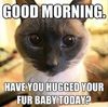 cat-humor-good-morning-hug-fur-baby.jpg