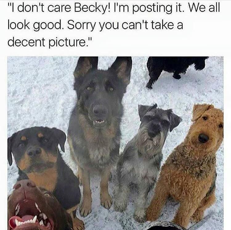 dog group photo.jpg