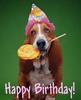 basset hound birthday.png