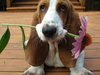 basset hound flower.png