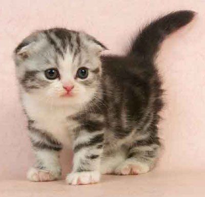 Scottish-Fold-Cat-Picture.jpg