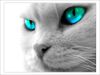 cat-blue-eyes.jpg